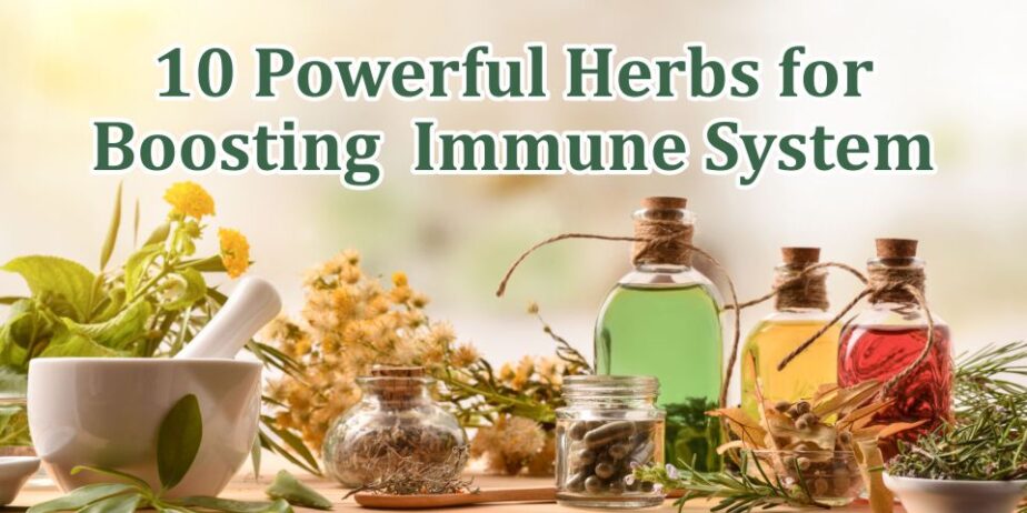 10-Powerful-Herbs-for-Boosting-Immune-System